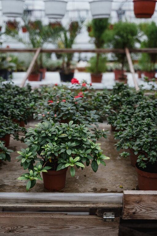 Simple Tips for Starting a Successful Home Garden in Any Space